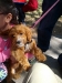 I've often said that if you show interest in someone's dog, then they'll always take gospel literature from you. Here's an adorable Cavalier King Charles Spaniel/Poodle mix. And, yes, his owner took gospel literature.